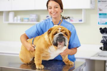 Hygiene in der Tierarztpraxis, für Instrumente